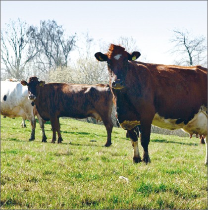 Landboforeningen Gefion